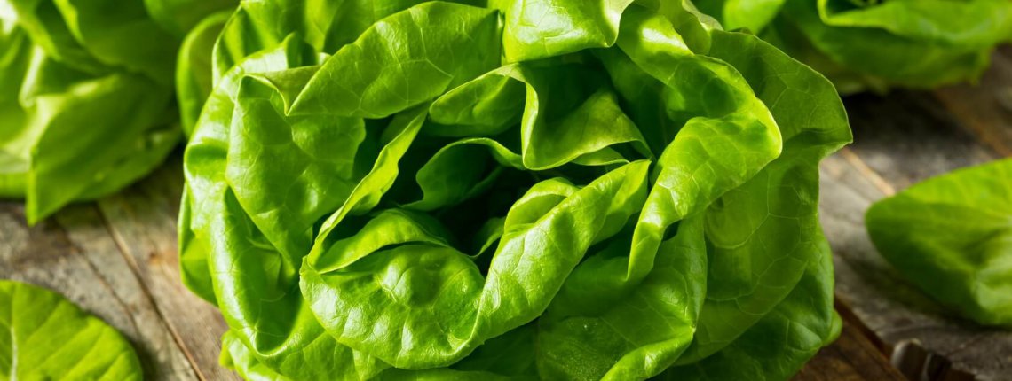 Raw Green Organic Butter Lettuce Ready to Eat