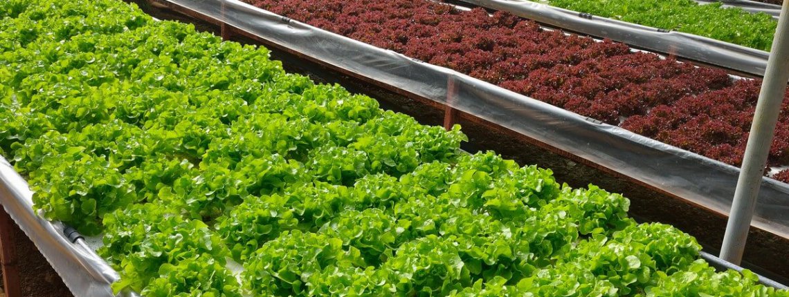 The growing organic vegetables in the hydroponic farm
